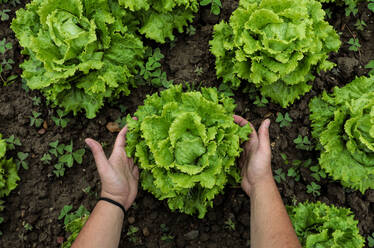 Von oben großer grüner Salat in den Händen auf lockerer weicher Erde im Garten - ADSF06094