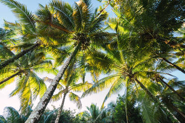 From below shot of green palm trees against blue sky in sunlight, Panama - ADSF06121