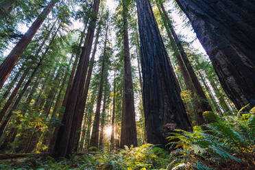 Green high fir trees in forest - ADSF06186