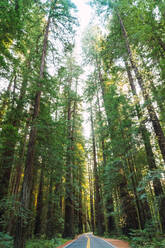 Green high fir trees in forest - ADSF06187