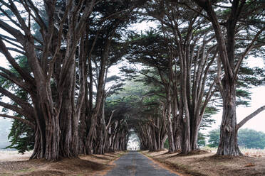 People going on asphalt road between picturesque forest - ADSF06190