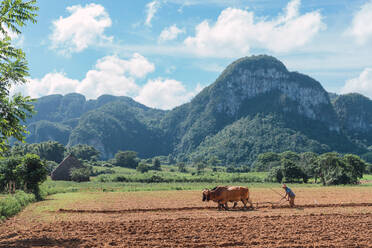 Mann bei der Bodenbearbeitung mit Pflug und Ochsen auf einem Bauernhof in der Nähe von Hügeln - ADSF06270