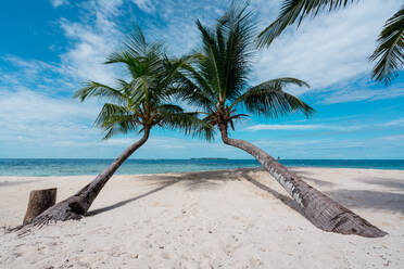 Malerische Ansicht der gebogenen großen tropischen Bäume auf Sand Ufer in der Nähe von Meer und blauem Himmel in San Blas Inseln, Panama - ADSF06338