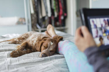 Dog sleeping on bed next to woman using digital tablet - CAIF28891