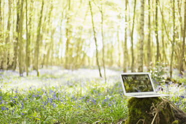 Freunde beim Videochat auf dem Laptop-Bildschirm in einem idyllischen, sonnigen Wald - CAIF28926