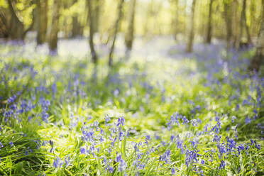 Blauglockenblüten in sonnigen, idyllischen Wäldern - CAIF28932