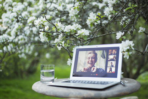 Videochat mit Freunden auf dem Laptop-Bildschirm unter einem blühenden Baum im Garten - CAIF28980