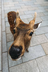 Japan, Nara, Sika deer (Cervus nippon) looking at camera in Nara Park - EHF00627