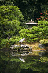 Japan, Kyoto, Reiher am Teich und Steinlaterne im japanischen Garten - EHF00635