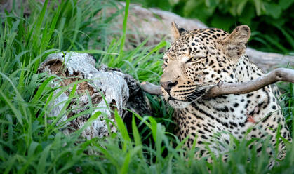 A leopard, Panthera pardus, lying down resting its head on a branch, ears back - MINF14666