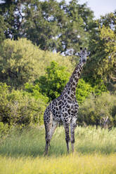 A giraffe among the trees in woodland. - MINF14736