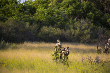 Affen auf einem Ast bei Sonnenuntergang, Botswana - MINF14738