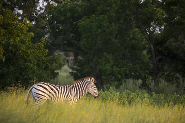 A group of zebra in long grass at sunset - MINF14740