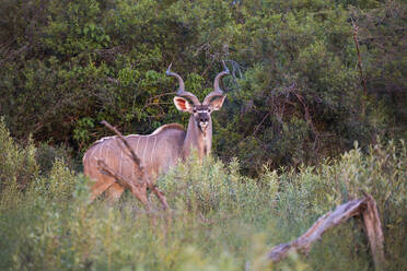 Kudu bei Sonnenuntergang, Botswana - MINF14743