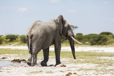 Ein Elefant mit Stoßzähnen in der Nxai Pan, Botsuana - MINF14762