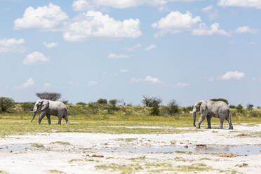 Zwei Elefanten in der Nxai Pan, Botsuana - MINF14763