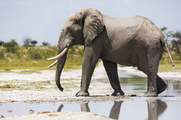 Ein Elefant mit Stoßzähnen an einem Wasserbecken auf Nxai Pan slat pan. - MINF14764