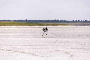 Straußenlauf in der Nxai Pan, Botswana - MINF14797