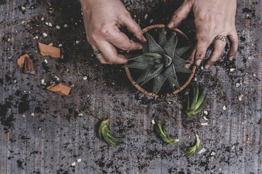 Person potting up small succulent plants. - MINF14815