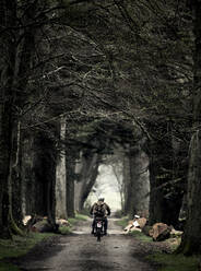 Rückansicht eines Mannes auf einem Motorrad, der eine von Bäumen gesäumte Landstraße entlangfährt. - MINF14837