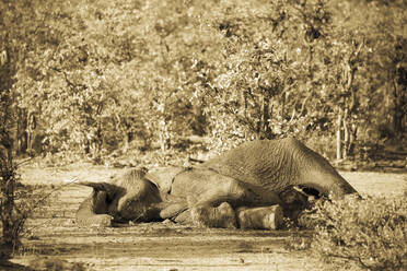 Ein toter Elefantenkadaver im Busch. - MINF14853