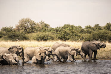 Herd of elephants gathering at water hole, Moremi Game Reserve, Botswana - MINF14858