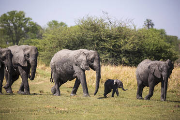 Herd of elephants gathering at water hole, Moremi Game Reserve, Botswana - MINF14860