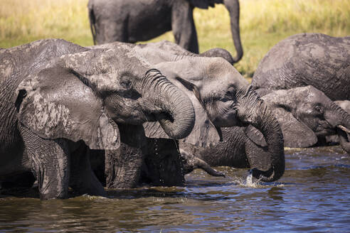 Elefantenherde versammelt sich am Wasserloch, Moremi-Wildreservat, Botsuana - MINF14861