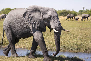 Elefantenherde versammelt sich am Wasserloch, Moremi-Wildreservat, Botsuana - MINF14864
