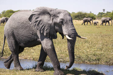 Herd of elephants gathering at water hole, Moremi Game Reserve, Botswana - MINF14864