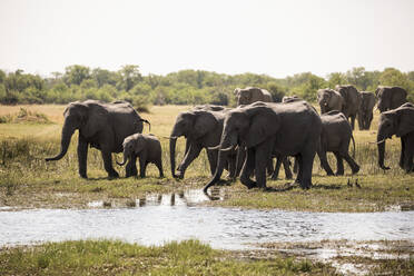 Herd of elephants gathering at water hole, Moremi Game Reserve, Botswana - MINF14865