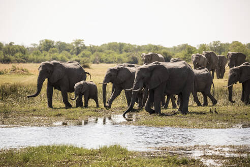 Elefantenherde versammelt sich am Wasserloch, Moremi-Wildreservat, Botsuana - MINF14865