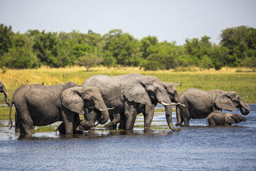 Herd of elephants gathering at water hole, Moremi Game Reserve, Botswana - MINF14868