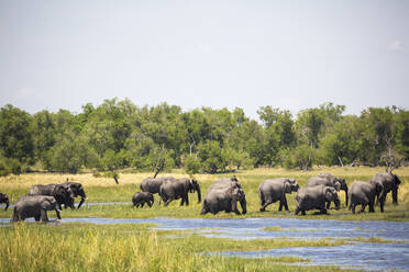 Herd of elephants gathering at water hole, Moremi Game Reserve, Botswana - MINF14871