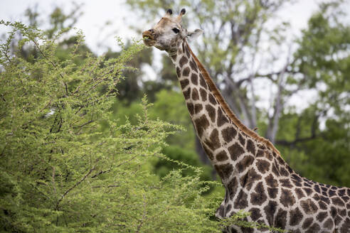 Giraffe, Moremi-Wildreservat, Botsuana - MINF14872