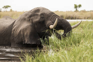 Ein ausgewachsener Elefant mit Stoßzähnen watet durch Wasser und Schilf. - MINF14900