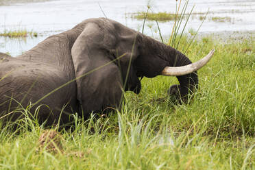 Ein ausgewachsener Elefant mit Stoßzähnen watet durch Wasser und Schilf. - MINF14902