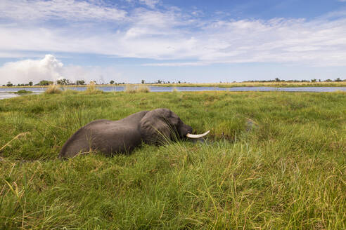 Ein ausgewachsener Elefant mit Stoßzähnen watet durch Wasser und Schilf. - MINF14904
