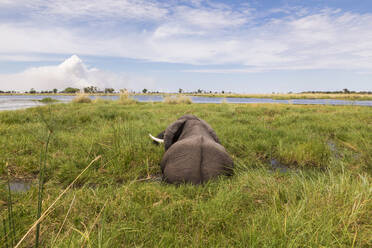 Ein ausgewachsener Elefant mit Stoßzähnen watet durch Wasser und Schilf. - MINF14905