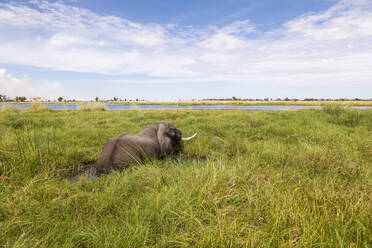 Ein ausgewachsener Elefant mit Stoßzähnen watet durch Wasser und Schilf. - MINF14906