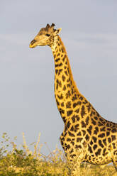 A giraffe crossing open ground at a salt pan - MINF14920