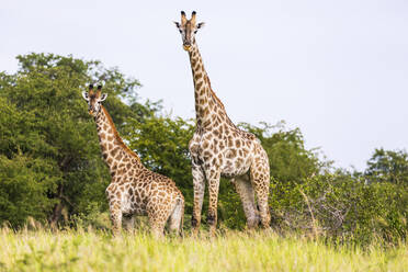 Giraffe, Nxai Pan, Botsuana - MINF14934