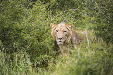 A female lion partially hidden in long grass - MINF14938