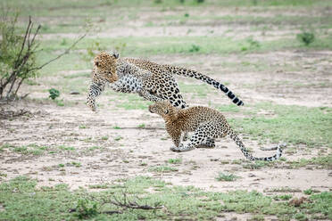 Eine Leopardenmutter, Panthera pardus, springt und spielt mit ihrem Jungen, beide springen in die Luft - MINF14951