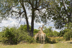 Ein Giraffenpaar unter Bäumen, Moremi Game Reserve, Botswana - MINF14952