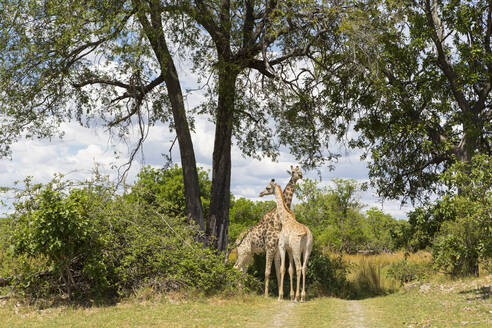 Ein Giraffenpaar unter Bäumen, Moremi Game Reserve, Botswana - MINF14952