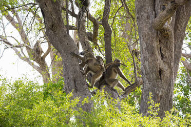 Eine Pavianfamilie unter den Bäumen in einem Wildreservat. - MINF14957