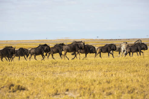 Eine Herde von Gnus in der Kalahari-Wüste - MINF14961