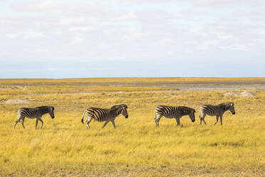 Burchell's Zebra, Kalahari Desert - MINF14962