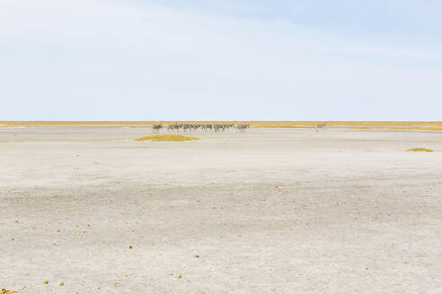 Burchell's Zebra, eine kleine Tiergruppe in der Kalahari-Wüste, - MINF14972